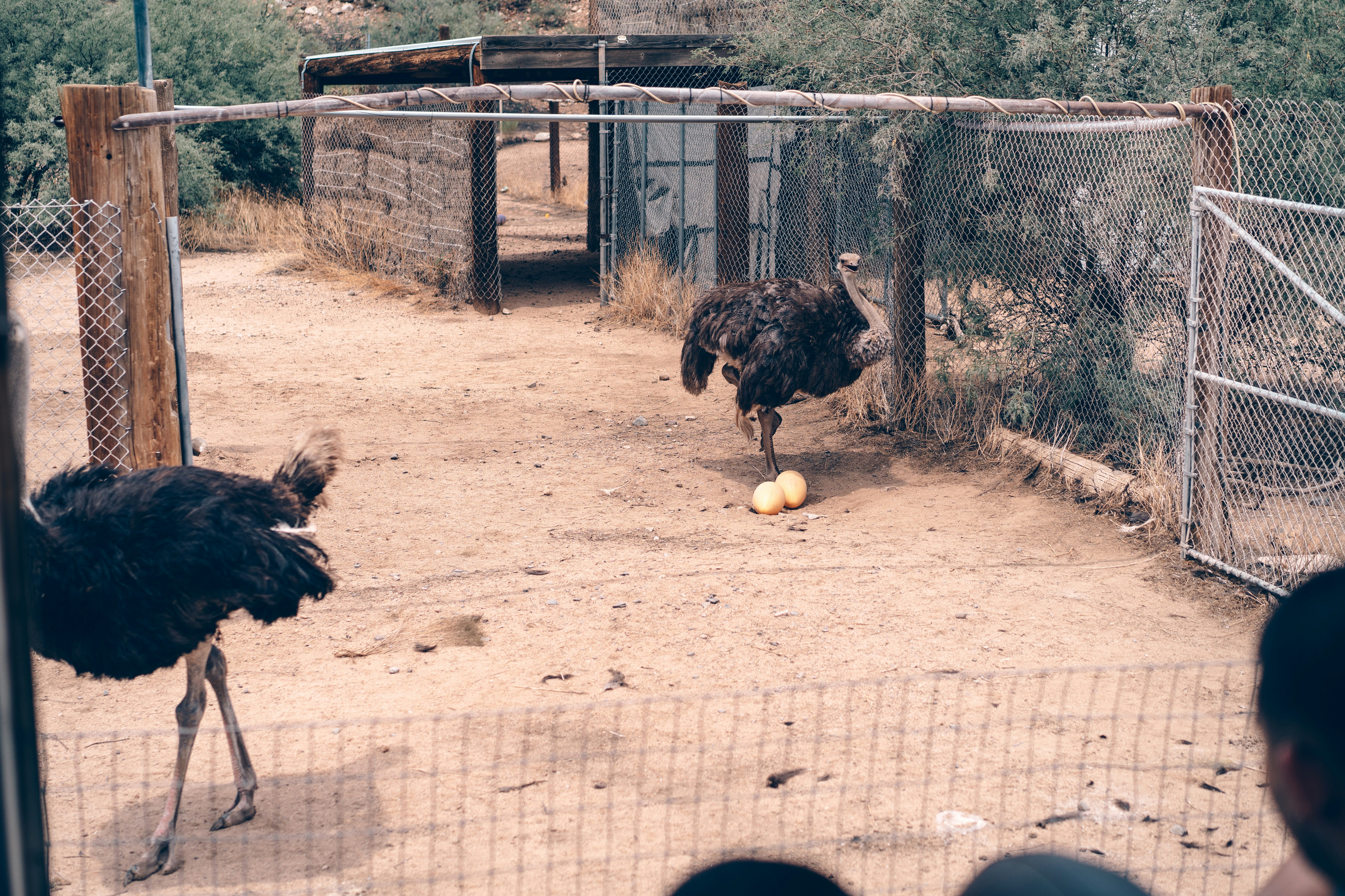 black turkey on brown soil